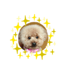 ®️dog（個別スタンプ：4）