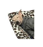 ®️dog（個別スタンプ：5）