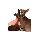 ®️dog（個別スタンプ：6）