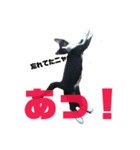 うちのニャンコ×5  No.2（個別スタンプ：2）