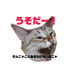 うちのニャンコ×5  No.2（個別スタンプ：3）