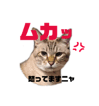 うちのニャンコ×5  No.2（個別スタンプ：6）
