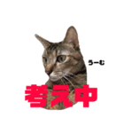 うちのニャンコ×5  No.2（個別スタンプ：8）