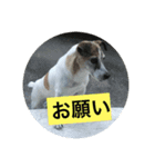 リンの日常 ジャックラッセルテリア（個別スタンプ：3）