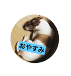 リンの日常 ジャックラッセルテリア（個別スタンプ：5）