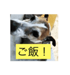 リンの日常 ジャックラッセルテリア（個別スタンプ：6）