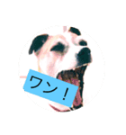 リンの日常 ジャックラッセルテリア（個別スタンプ：7）