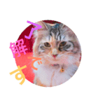 ぷぷSTAMP（個別スタンプ：1）