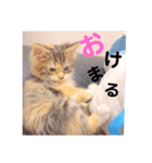 ぷぷSTAMP（個別スタンプ：3）