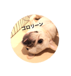 ワンワン先生（個別スタンプ：2）