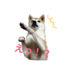 柴犬ラフさん（個別スタンプ：1）