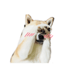 柴犬ラフさん（個別スタンプ：2）