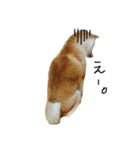 柴犬ラフさん（個別スタンプ：3）