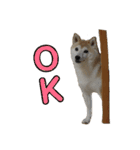 柴犬ラフさん（個別スタンプ：4）