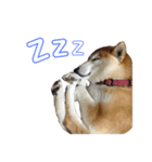 柴犬ラフさん（個別スタンプ：5）