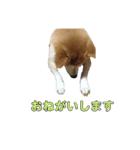 柴犬ラフさん（個別スタンプ：6）