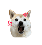 柴犬ラフさん（個別スタンプ：7）