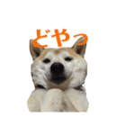 柴犬ラフさん（個別スタンプ：8）