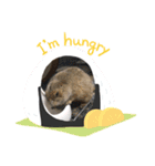 プレイリードック①（個別スタンプ：5）