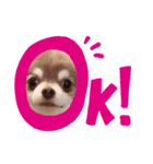 Chihuahua boys stamp1（個別スタンプ：1）