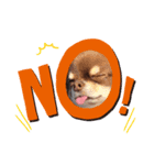 Chihuahua boys stamp1（個別スタンプ：2）