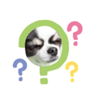Chihuahua boys stamp1（個別スタンプ：3）