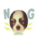Chihuahua boys stamp1（個別スタンプ：4）