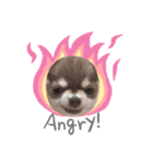 Chihuahua boys stamp1（個別スタンプ：5）