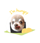 Chihuahua boys stamp1（個別スタンプ：6）