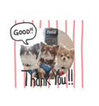 Chihuahua boys stamp1（個別スタンプ：7）