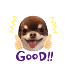 Chihuahua boys stamp1（個別スタンプ：8）