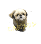 モッさんスタンプ（個別スタンプ：4）
