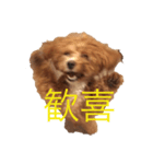 Mix犬の夢羽さん①（個別スタンプ：1）