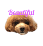 Mix犬の夢羽さん①（個別スタンプ：3）
