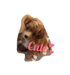 Mix犬の夢羽さん①（個別スタンプ：4）