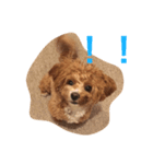 Mix犬の夢羽さん①（個別スタンプ：7）