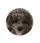 Mix犬の夢羽さん①（個別スタンプ：8）