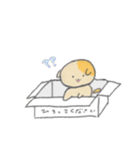 箱入り いぬっこ（個別スタンプ：5）