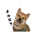 風呂敷という名の俺様柴犬（個別スタンプ：1）