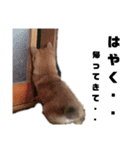 風呂敷という名の俺様柴犬（個別スタンプ：2）
