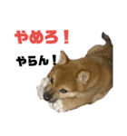 風呂敷という名の俺様柴犬（個別スタンプ：3）