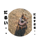 風呂敷という名の俺様柴犬（個別スタンプ：5）