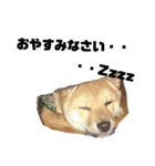 風呂敷という名の俺様柴犬（個別スタンプ：6）