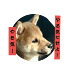 風呂敷という名の俺様柴犬（個別スタンプ：7）