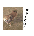 風呂敷という名の俺様柴犬（個別スタンプ：8）