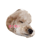ト（個別スタンプ：2）