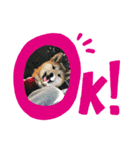 ぎん  便利スタンプ！（個別スタンプ：1）