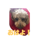 うちの愛犬 ViVi（個別スタンプ：1）
