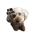うちの愛犬 ViVi（個別スタンプ：3）