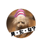 うちの愛犬 ViVi（個別スタンプ：4）